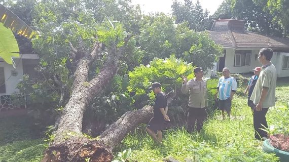 Angin Kencang Tumbangkan Pohon Akasia, Bhabinkamtibmas Amankan TKP dan Koordinasi dengan BPBD