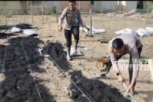 Taruna Akpol Pulihkan Ketahanan Pangan dan UMKM Warga Aceh Tamiang Lewat Pekarangan Pangan Lestari