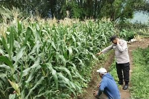 Bhabinkamtibmas Sambang Petani, Serap Aspirasi dan Sampaikan Layanan Call Center 110