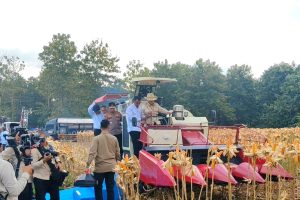 Presiden Prabowo dan Kapolri Panen Raya Jagung Nasional di Tuban Perkuat Ketahanan Pangan