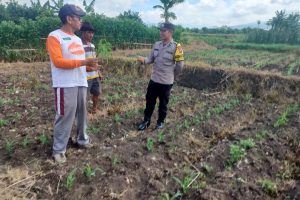 Perkuat Ketahanan Pangan, Bhabinkamtibmas Desa Pendem Tinjau Lahan Jagung Warga