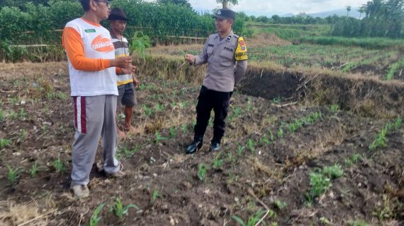 Perkuat Ketahanan Pangan, Bhabinkamtibmas Desa Pendem Tinjau Lahan Jagung Warga