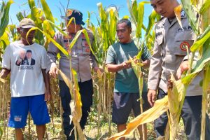 Polresta Sidoarjo Gelorakan Swasembada Pangan Dampingi Warga Tani Kelola Jagung Hibrida