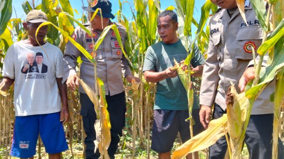 Polresta Sidoarjo Gelorakan Swasembada Pangan Dampingi Warga Tani Kelola Jagung Hibrida