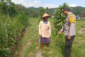 Bhabinkamtibmas Sambangi Ladang Jagung, Wujud Nyata Polri Dukung Ketahanan Pangan Desa