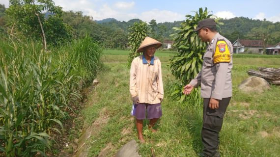 Bhabinkamtibmas Sambangi Ladang Jagung, Wujud Nyata Polri Dukung Ketahanan Pangan Desa
