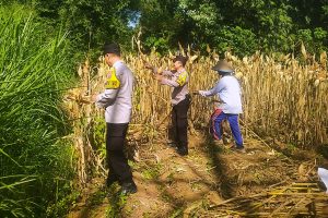 Panen Jagung, Polresta Malang Kota Perkuat Ketahanan Pangan Bersama Petani Kedungkandang