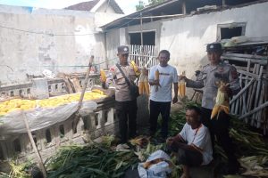 Dukung Ketahanan Pangan, Polsek Bumiaji Sambangi Petani Jagung Manis