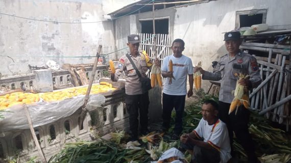 Dukung Ketahanan Pangan, Polsek Bumiaji Sambangi Petani Jagung Manis