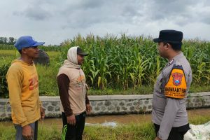 Bhabinkamtibmas Sambangi Lahan Jagung Manis, Wujud Nyata Dukungan Ketahanan Pangan dan Kedekatan dengan Warga