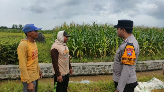 Bhabinkamtibmas Sambangi Lahan Jagung Manis, Wujud Nyata Dukungan Ketahanan Pangan dan Kedekatan dengan Warga