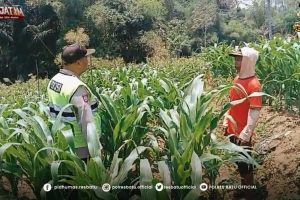 Menjaga Tumbuh Jagung, Menjaga Harapan Negeri : Bhabinkamtibmas Dukung Ketahanan Pangan dari Lahan Petani