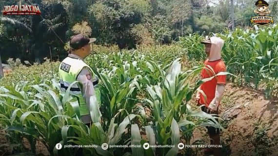 Menjaga Tumbuh Jagung, Menjaga Harapan Negeri : Bhabinkamtibmas Dukung Ketahanan Pangan dari Lahan Petani