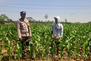 Menyemai Harapan dari Ladang, Bhabinkamtibmas Kasembon Hadir Menguatkan Ketahanan Pangan dan Mendengar Aspirasi Petani