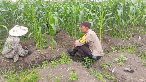 Hijaukan Ketahanan Pangan, Bhabinkamtibmas Pererat Silaturahmi dengan Petani Jagung