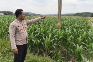 Bersama Petani Menjaga Ketahanan Pangan, Bhabinkamtibmas Sambangi Lahan Jagung