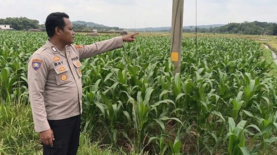 Bersama Petani Menjaga Ketahanan Pangan, Bhabinkamtibmas Sambangi Lahan Jagung