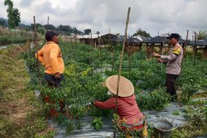 Polisi Turun ke Ladang, Bhabinkamtibmas Perkuat Sinergi Bersama Petani Demi Ketahanan Pangan