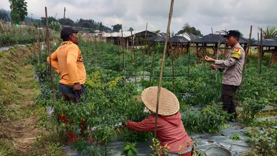 Polisi Turun ke Ladang, Bhabinkamtibmas Perkuat Sinergi Bersama Petani Demi Ketahanan Pangan