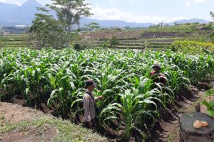 Polisi Turun ke Ladang, Ketahanan Pangan Menguat : Bhabinkamtibmas Sambang Petani Jagung