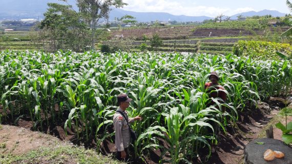 Polisi Turun ke Ladang, Ketahanan Pangan Menguat : Bhabinkamtibmas Sambang Petani Jagung