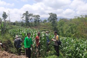 Sinergi dari Ladang : Bhabinkamtibmas Dampingi Petani Jagung, Perkuat Ketahanan Pangan