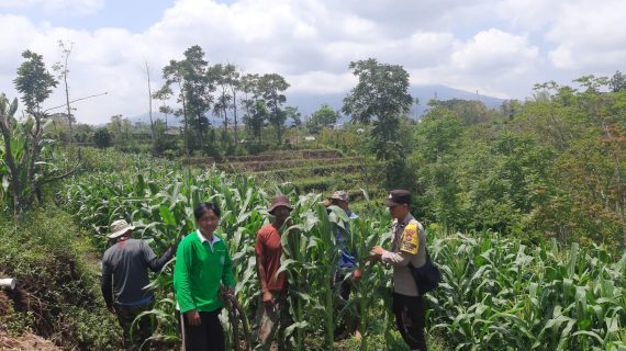 Sinergi dari Ladang : Bhabinkamtibmas Dampingi Petani Jagung, Perkuat Ketahanan Pangan