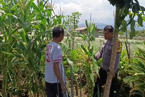 Menyapa dari Ladang Kliran : Bhabinkamtibmas Dampingi Petani Jagung Demi Ketahanan Pangan