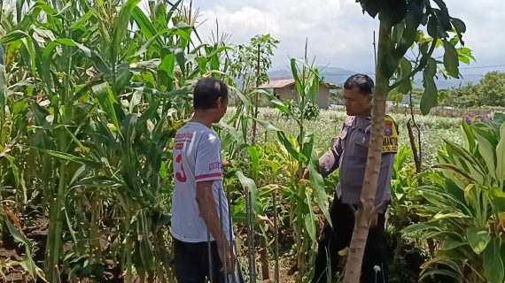 Menyapa dari Ladang Kliran : Bhabinkamtibmas Dampingi Petani Jagung Demi Ketahanan Pangan