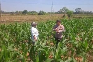 Sambang Lahan Jagung, Kanit Binmas Polsek Kasembon Dukung Ketahanan Pangan dan Serap Aspirasi Petani