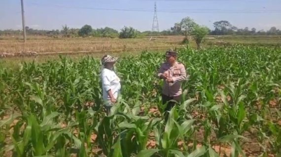 Sambang Lahan Jagung, Kanit Binmas Polsek Kasembon Dukung Ketahanan Pangan dan Serap Aspirasi Petani