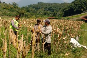 Panen Jagung Terkendala Cuaca, Bhabinkamtibmas Turun Langsung Serap Aspirasi Petani