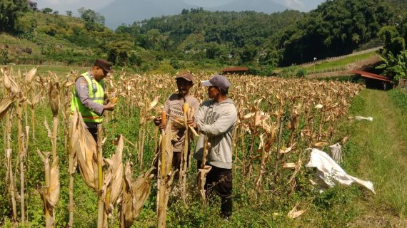 Panen Jagung Terkendala Cuaca, Bhabinkamtibmas Turun Langsung Serap Aspirasi Petani