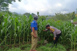 Bhabinkamtibmas Perkuat Pendampingan Petani, Dorong Produktifitas Jagung dan Ketahanan Pangan
