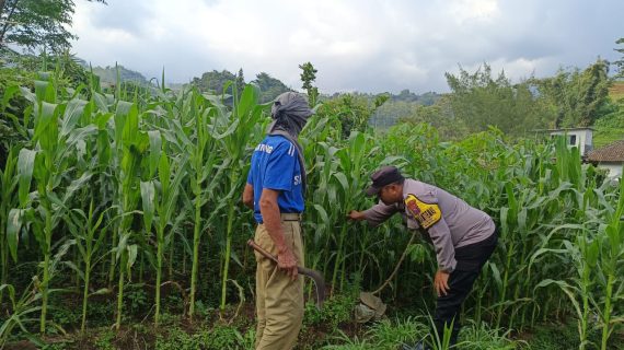 Bhabinkamtibmas Perkuat Pendampingan Petani, Dorong Produktifitas Jagung dan Ketahanan Pangan