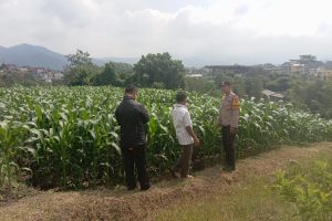 Jaga Ketahanan Pangan dan Keamanan Hasil Panen, Bhabinkamtibmas Sambangi Petani Jagung Manis