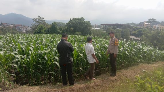 Jaga Ketahanan Pangan dan Keamanan Hasil Panen, Bhabinkamtibmas Sambangi Petani Jagung Manis