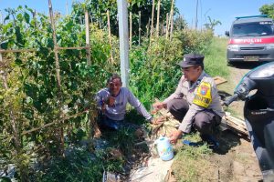 Bhabinkamtibmas Turun ke Lahan, Dukung Petani Tomat Wujudkan Ketahanan Pangan