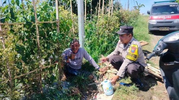 Bhabinkamtibmas Turun ke Lahan, Dukung Petani Tomat Wujudkan Ketahanan Pangan