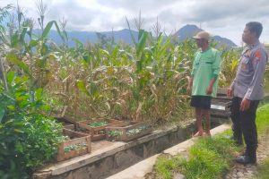 Sahabat Petani di Tengah Lahan Jagung Manis, Bhabinkamtibmas Perkuat Ketahanan Pangan dan Kamtibmas