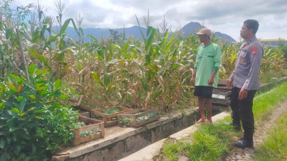 Sahabat Petani di Tengah Lahan Jagung Manis, Bhabinkamtibmas Perkuat Ketahanan Pangan dan Kamtibmas