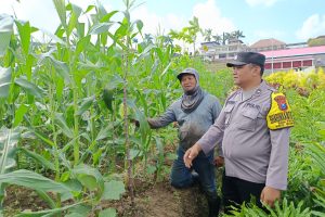 Dukung Ketahanan Pangan, Bhabinkamtibmas Sambangi Petani Jagung