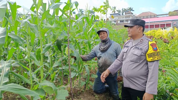 Dukung Ketahanan Pangan, Bhabinkamtibmas Sambangi Petani Jagung