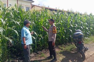 Polisi Sahabat Petani, Bhabinkamtibmas Turun ke Lahan Jagung dan Ingatkan Bahaya Aktifitas Layang-Layang