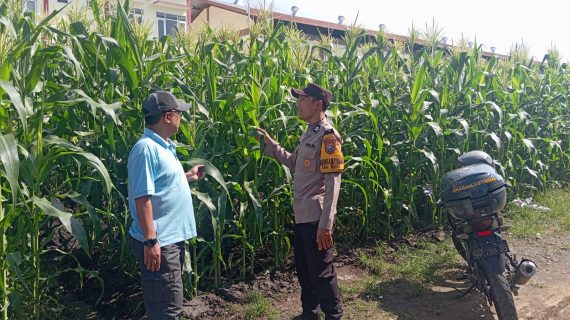 Polisi Sahabat Petani, Bhabinkamtibmas Turun ke Lahan Jagung dan Ingatkan Bahaya Aktifitas Layang-Layang