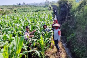 Dukung Ketahanan Pangan, Bhabinkamtibmas Sambangi Lahan Jagung Manis