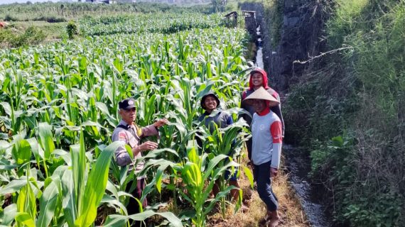Dukung Ketahanan Pangan, Bhabinkamtibmas Sambangi Lahan Jagung Manis