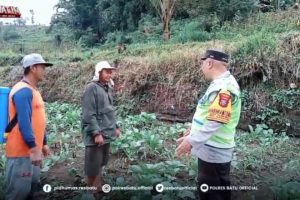 Bhabinkamtibmas Purworejo Dampingi Petani Tumpang Sari Jagung Manis, Siap Dukung Penyediaan Bibit Jagung Pipil