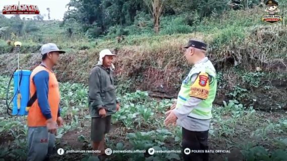Bhabinkamtibmas Purworejo Dampingi Petani Tumpang Sari Jagung Manis, Siap Dukung Penyediaan Bibit Jagung Pipil