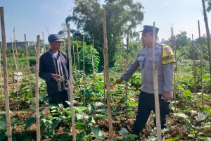 Dukung Ketahanan Pangan, Bhabinkamtibmas Tlekung Sambangi Petani Tumpangsari untuk Tingkatkan Ekonomi Keluarga